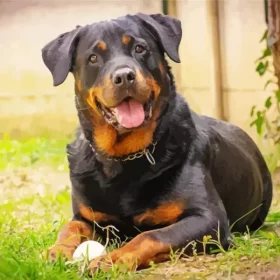 Black Rottweiler Paint by Number