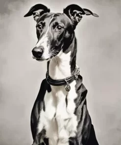 Black And White Greyhound Paint by Number