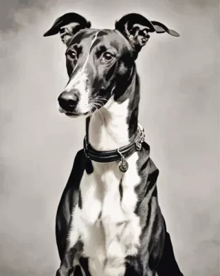 Black And White Greyhound Paint by Number