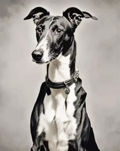 Black And White Greyhound Paint by Number