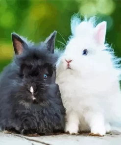 Black And White Angora Rabbit Paint by Number