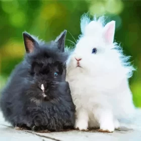 Black And White Angora Rabbit Paint by Number