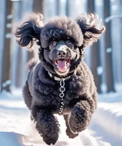 Black Poodle Puppy Paint by Numbers