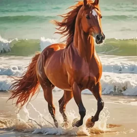 Brown Arabian Horse At Beach Paint by Number