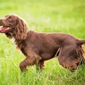 Brown Boykin Spaniel Dog Paint by Number