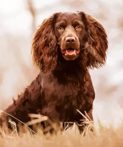 Brown Boykin Spaniel Paint by Number