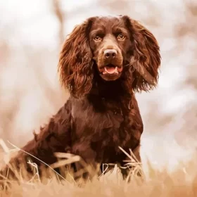 Brown Boykin Spaniel Paint by Number