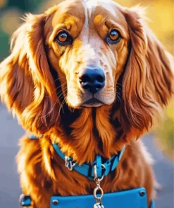 Brown Boykin Spaniel Puppy Paint by Number