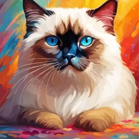 Colorful Birman Cat Paint by Number