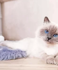 Cute Birman Kitten Paint by Number