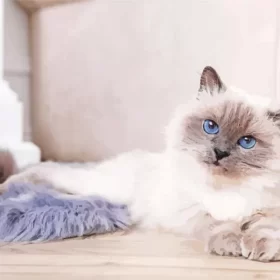 Cute Birman Kitten Paint by Number