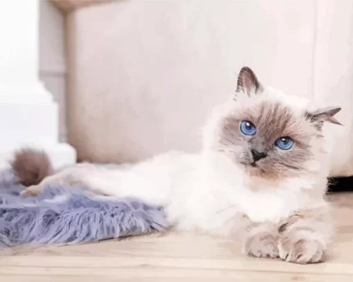 Cute Birman Kitten Paint by Number