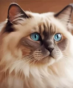 Cute Birman Paint by Number