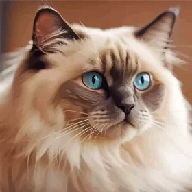 Cute Birman Paint by Number