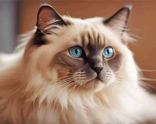 Cute Birman Paint by Number