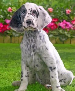 Cute Irish Setter Paint by Number