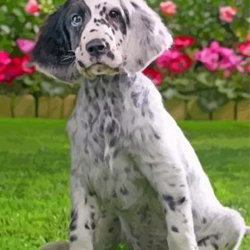 Cute Irish Setter Paint by Number