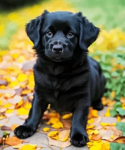 Cute Black Newfoundland Paint by Numbers