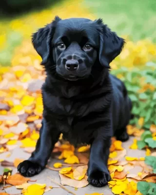 Cute Black Newfoundland Paint by Numbers