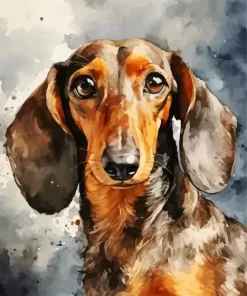 Dachshund Dog Paint by Number