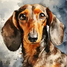 Dachshund Dog Paint by Number