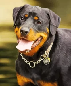 Happy Rottweiler Dog Paint by Number