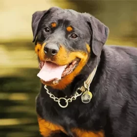 Happy Rottweiler Dog Paint by Number