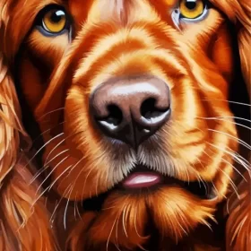 Irish Setter Close Up Paint by Number