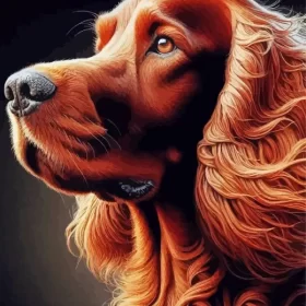 Irish Setter Dog Paint by Number