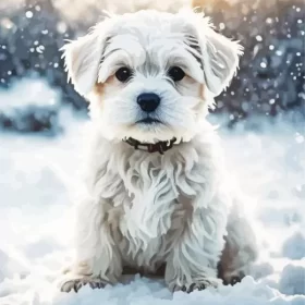 Maltese In Snow Paint by Number