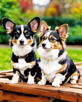 Pembroke Welsh Corgi Dogs Paint by Numbers