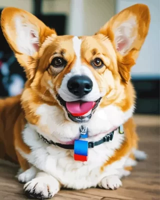 Pembroke Welsh Corgi Paint by Number