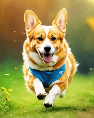 Pembroke Welsh Corgi Puppy Paint by Numbers