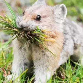 Pika Eating Grass Paint by Number