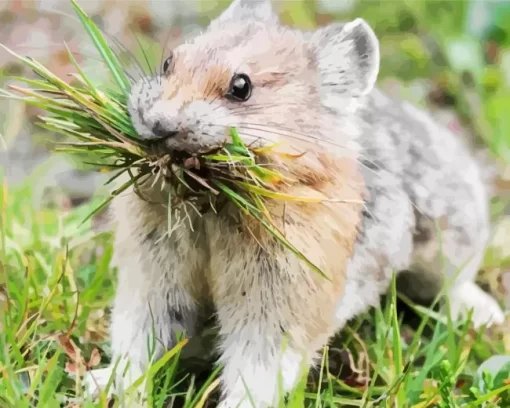 Pika Eating Grass Paint by Number