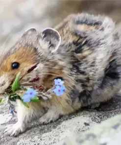 Pika On A Rock Paint by Number