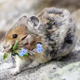 Pika On A Rock Paint by Number