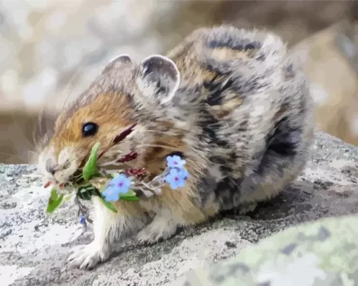 Pika On A Rock Paint by Number