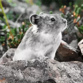 Pika On Rocks Paint by Number