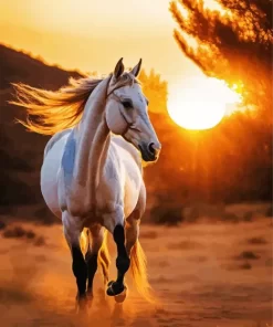 White Arabian Horse Animal Paint by Number