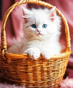 White Birman In Basket Paint by Number