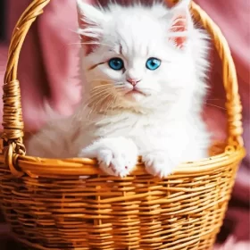 White Birman In Basket Paint by Number