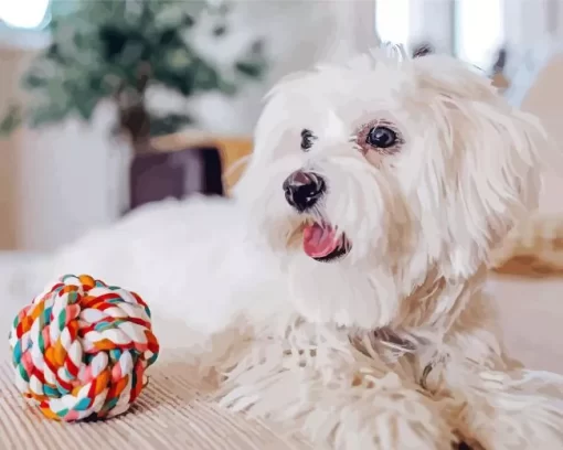 White Maltese Animal Paint by Number