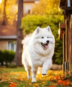 White Samoyed Dog Paint by Numbers