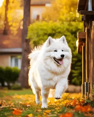 White Samoyed Dog Paint by Numbers