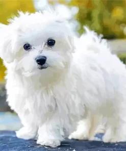 White Maltese Dog Paint by Number