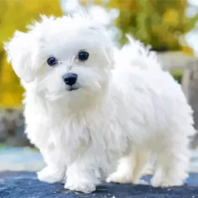 White Maltese Dog Paint by Number