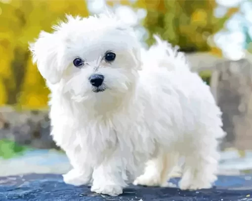 White Maltese Dog Paint by Number