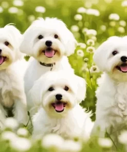 White Maltese Puppies Paint by Number