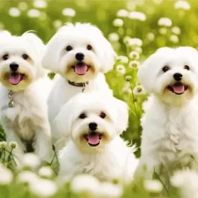 White Maltese Puppies Paint by Number